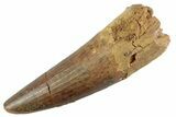 Fossil Spinosaurus Tooth - Feeding Worn Tooth #368125-1